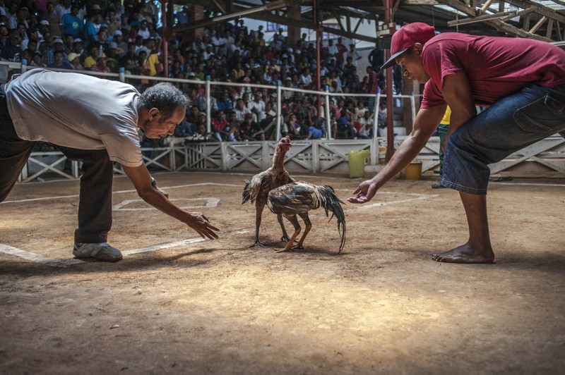 Choi ga: Mon the thao de kiem tien o Madagascar-Hinh-6